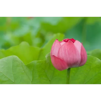 Red Lotus Plant